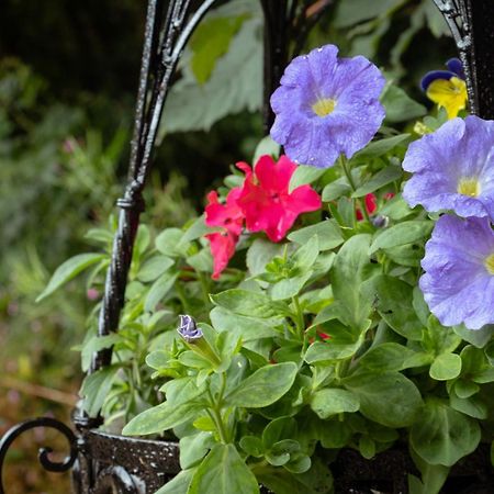Croneybyrne Courtyard Villa Clara Екстериор снимка